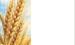 durum is finding its niche