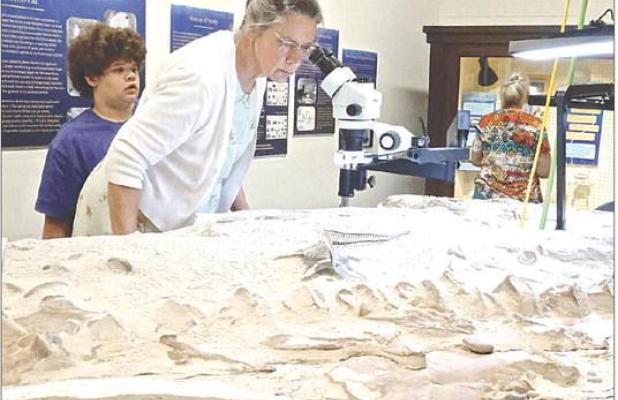 Sandi Unruh, Marienthal, takes a closer look through a microscope at an elasmosaurus fossil that’s in the preparation stage in the Western Kansas Fossil Lab in the El Quartelejo Museum. (Record Photo)