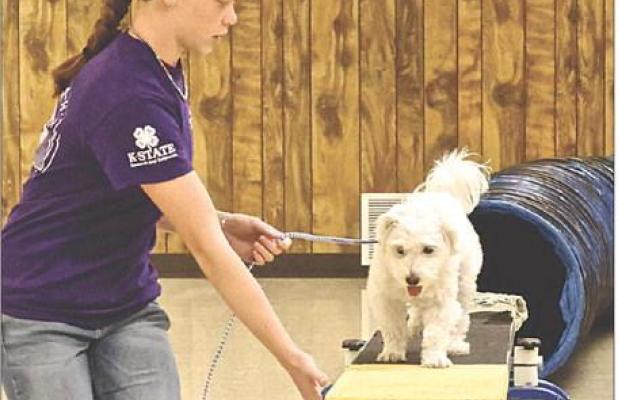 Scott County 4-Her Bryn Crisler and her three-year-old dog, Kandi, navigate the teeter-totter as part of the obstacle course during the Scott County Fair dog show held on Tuesday evening. ( Record Photo)