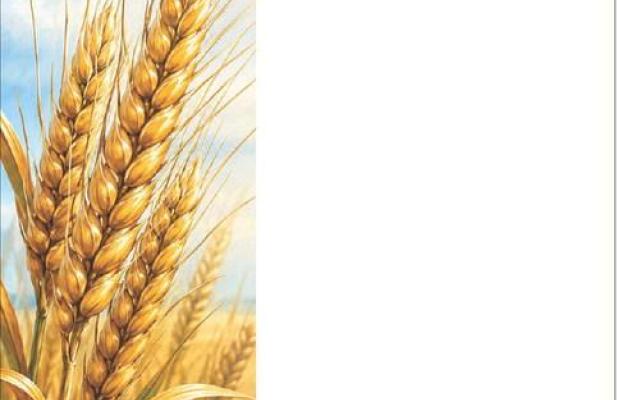 durum is finding its niche