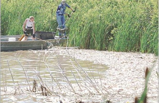Personnel with the Kansas Department of Wildlife and Parks scoop up dead fish floating near the shoreline in Timber Canyon Cove on Monday afternoon in order to determine the number of fish, species and size that have been killed because of the e. coli bac
