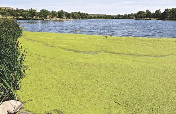 Image Upload an image to go with this article. Show row weights File information	Operations   Article Image Alt TextImage icon 9a61403962_Ar00109002.jpg (68.38 KB) Alternate text Duckweed, a floating, flowering aquatic plant, can now be found along the Lake Scott shoreline, including this area near the Flatland camping site. ( Record Photo) This text will be used by screen readers, search engines, or when the image cannot be loaded. Title Duckweed, a floating, flowering aquatic plant, can now be found along