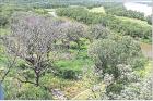 What used to be a field full of shady, large bur oak trees is now home to tall grasses and weeds in June 2025. Nebraska Game and Parks crews cleared about 75 trees from around Mahoney State Park’s observation tower. Since the trees died from hypoxylon c