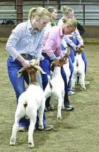 Marly Cramer, Healy, gets her goat set during senior showmanship competition. (Record Photo)