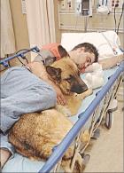 Dog attacks revive ‘potentially dangerous’debate