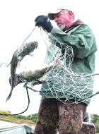 Spalsbury carefully frees a saugeye and channel catfish from a net while conducting his annual fall survey. (Record Photo) Lake Scott still a great destination for anglers following annual fish check-up