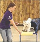 Scott County 4-Her Bryn Crisler and her three-year-old dog, Kandi, navigate the teeter-totter as part of the obstacle course during the Scott County Fair dog show held on Tuesday evening. ( Record Photo)