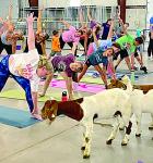 Goat yoga a different approach to healthy living