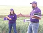 Wheat crop suffering from extended drought