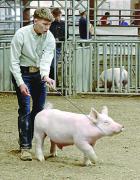 (Above) Harper Conine, Scott City, keeps an eye on the judge while getting her Lim-Flex heifer set. She was the runner-up in intermediate beef showmanship during Saturday’s Scott City Showdown. (Left) Kennan Murrell, Garden City, shows his Yorkshire whi