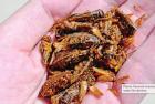 A cricket farmer is trying to get insects onto your dinner plate