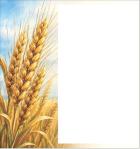 durum is finding its niche