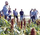 Giving grain sorghum the respect it deserves in Kansas ag economy