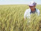 Neighbor’s negligence casts shadow on otherwise promising wheat outlook