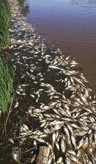 Dead fish began lining the north side of Timber Canyon Cove on Sunday and the number of fish had increased by Monday. (Record Photo)