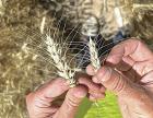 A farmer holds up a hybrid wheat kernel (left) compared to a regular wheat kernel (right) in an irrigated plot near Garden City. A farmer holds up a hybrid wheat kernel (left) compared to a regular wheat kernel (right) in an irrigated plot near Garden City.