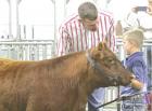 Landry Beaton visits with the judge about his Aberdeen crossbred steer during the market beef show at the Scott County Fair. (Record Photo) 4-H Beef Show