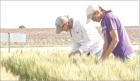 Recent rains boost wheat outlook