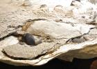 Fossil lab slowly revealing millions of years of history