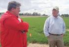 Wheat freeze damage varies across area