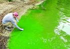 Ted Harris, an algae biologist with the University of Kansas, collects blue-green algae at Marion Reservoir. Algae blooms are getting more toxi