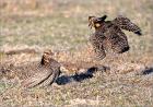 ‘Unnecessary drama’ continues to muddy prairie chicken debate