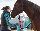 Dani Heinrich introduces Brooklyn Wiechman to her new quarterhorse. (Record Photo) A wish comes true