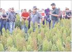 Andy Hineman (front left), vice president of the Kansas Sorghum Producers and Walter Giesbrecht, a sales representative with Precision Ag and Seed, glance over their shoulders at a test plot during a sorghum field day held in Lane County last Friday. ( Re Andy Hineman (front left), vice president of the Kansas Sorghum Producers and Walter Giesbrecht, a sales representative with Precision Ag and Seed, glance over their shoulders at a test plot during a sorghum field day held in Lane County last Friday. ( Re