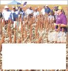 Giving grain sorghum the respect it deserves in Kansas ag economy