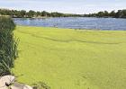 Image Upload an image to go with this article. Show row weights File information	Operations   Article Image Alt TextImage icon 9a61403962_Ar00109002.jpg (68.38 KB) Alternate text Duckweed, a floating, flowering aquatic plant, can now be found along the Lake Scott shoreline, including this area near the Flatland camping site. ( Record Photo) This text will be used by screen readers, search engines, or when the image cannot be loaded. Title Duckweed, a floating, flowering aquatic plant, can now be found along