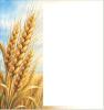 durum is finding its niche