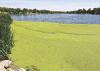 Image Upload an image to go with this article. Show row weights File information	Operations   Article Image Alt TextImage icon 9a61403962_Ar00109002.jpg (68.38 KB) Alternate text Duckweed, a floating, flowering aquatic plant, can now be found along the Lake Scott shoreline, including this area near the Flatland camping site. ( Record Photo) This text will be used by screen readers, search engines, or when the image cannot be loaded. Title Duckweed, a floating, flowering aquatic plant, can now be found along